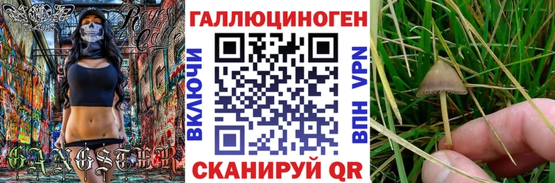 что такое   Питкяранта  Псилоцибиновые грибы MAGIC MUSHROOMS 